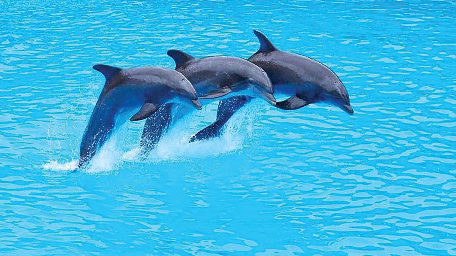 Mơ thấy con cá heo đánh con gì?