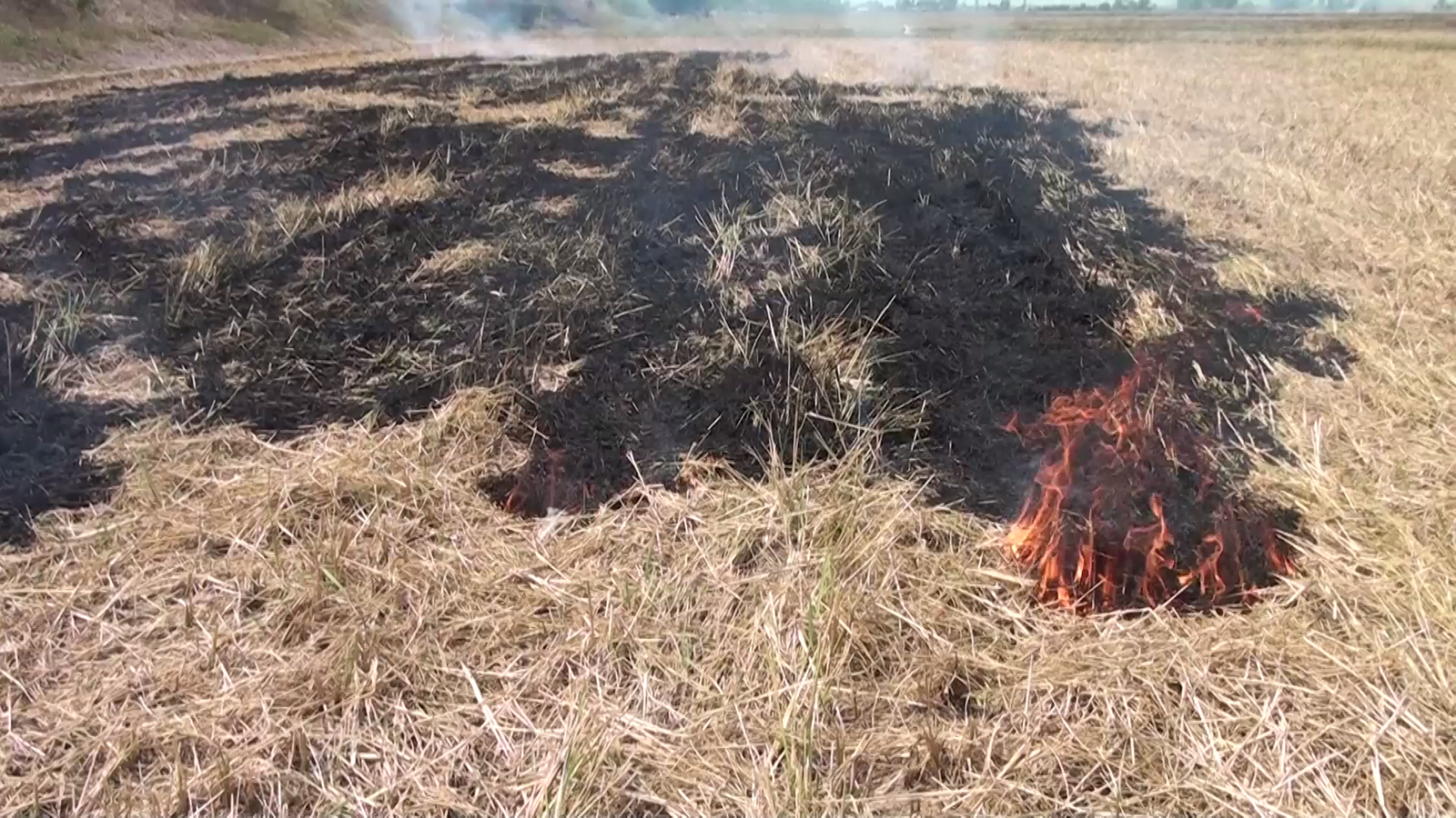 Mơ thấy cháy đống rơm đánh con gì may mắn?