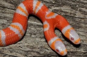 Mơ Thấy Rắn Hai Đầu Có Phải Là Điềm Dữ Hay Lời Cảnh Báo Tâm Linh?