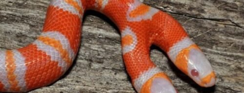 Mơ Thấy Rắn Hai Đầu Có Phải Là Điềm Dữ Hay Lời Cảnh Báo Tâm Linh?