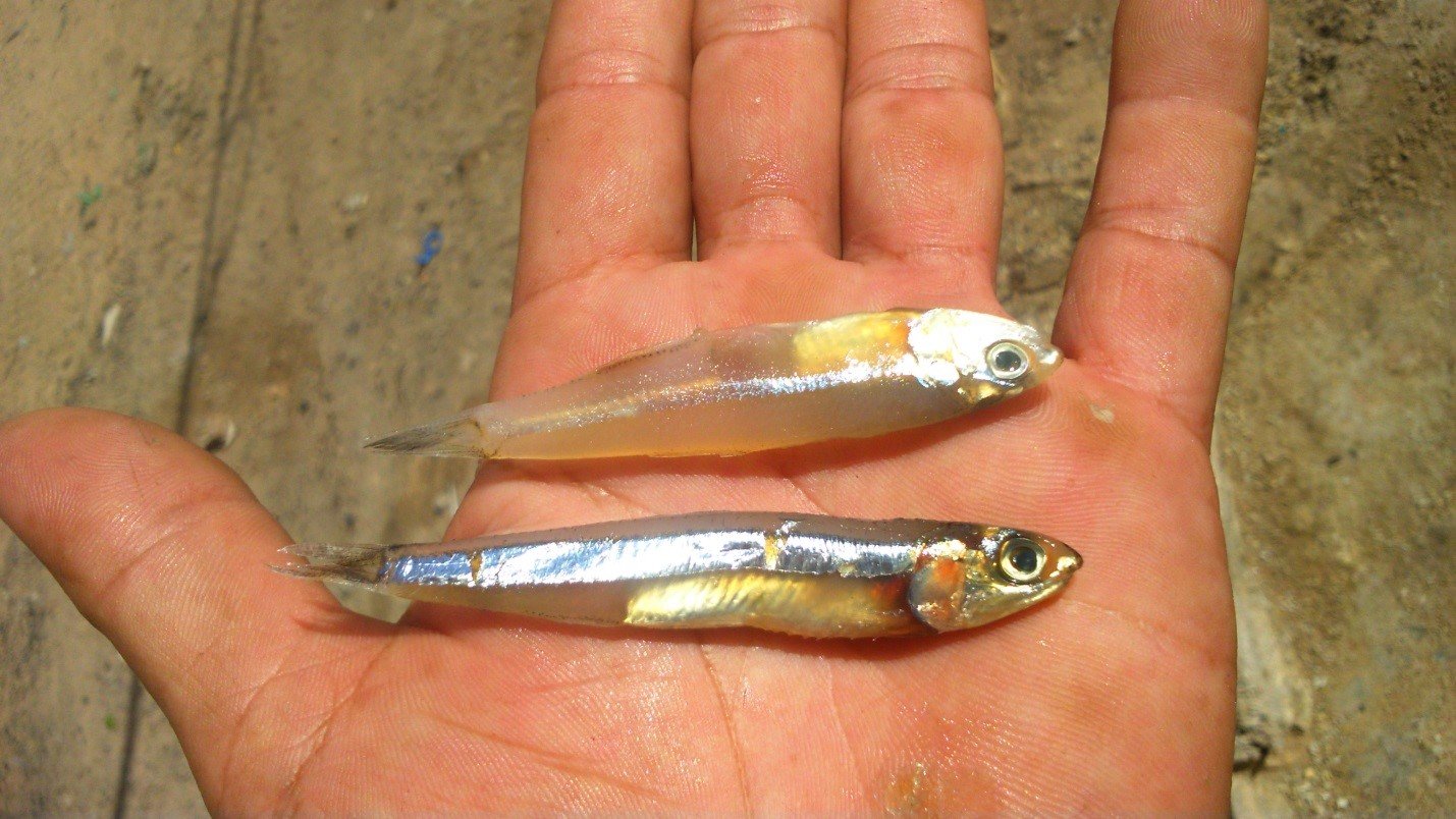 Mơ thấy con cá cơm đánh con gì?