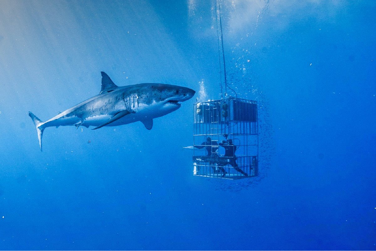 Mơ thấy con cá mập đánh con gì?