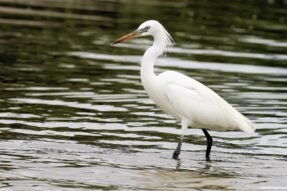 Mơ Thấy Cò Trắng Báo Hiệu May Mắn Hay Xui Xẻo?