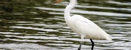 Mơ Thấy Cò Trắng Báo Hiệu May Mắn Hay Xui Xẻo?