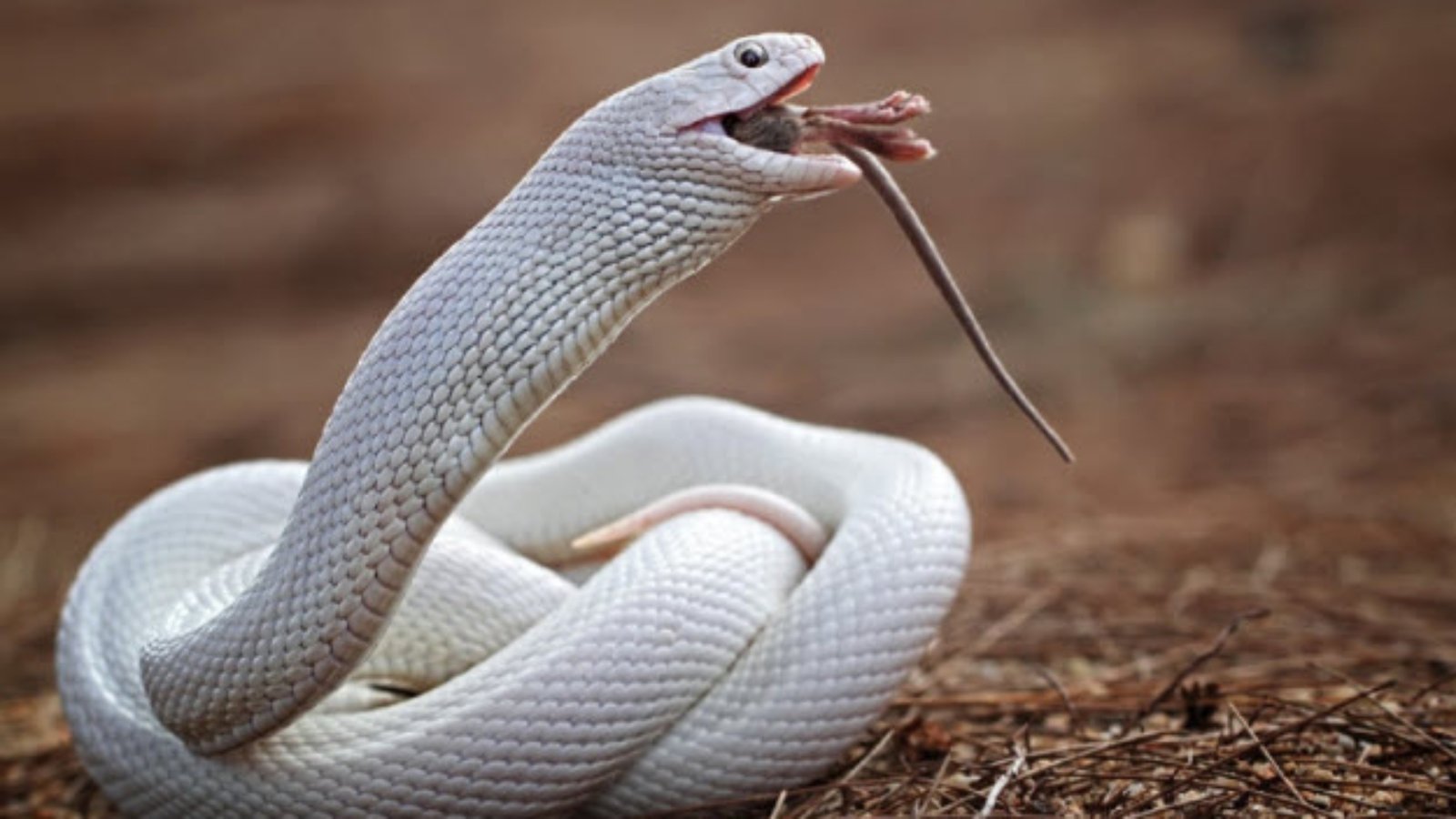 Mơ thấy rắn trắng đánh con gì?