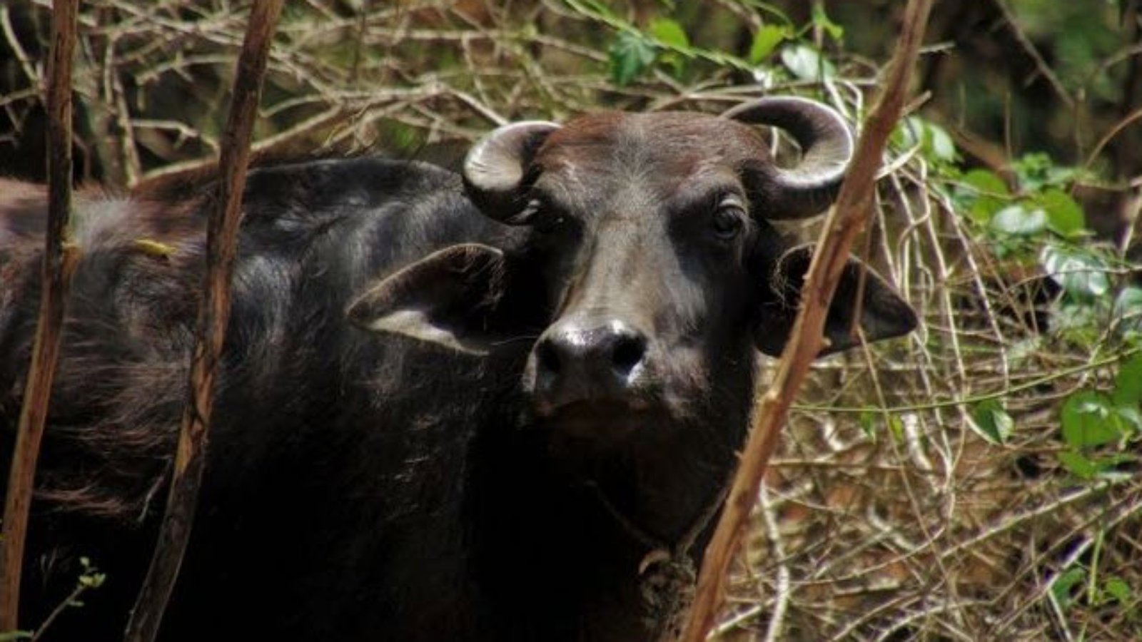 Ý nghĩa của từng trường hợp cụ thể