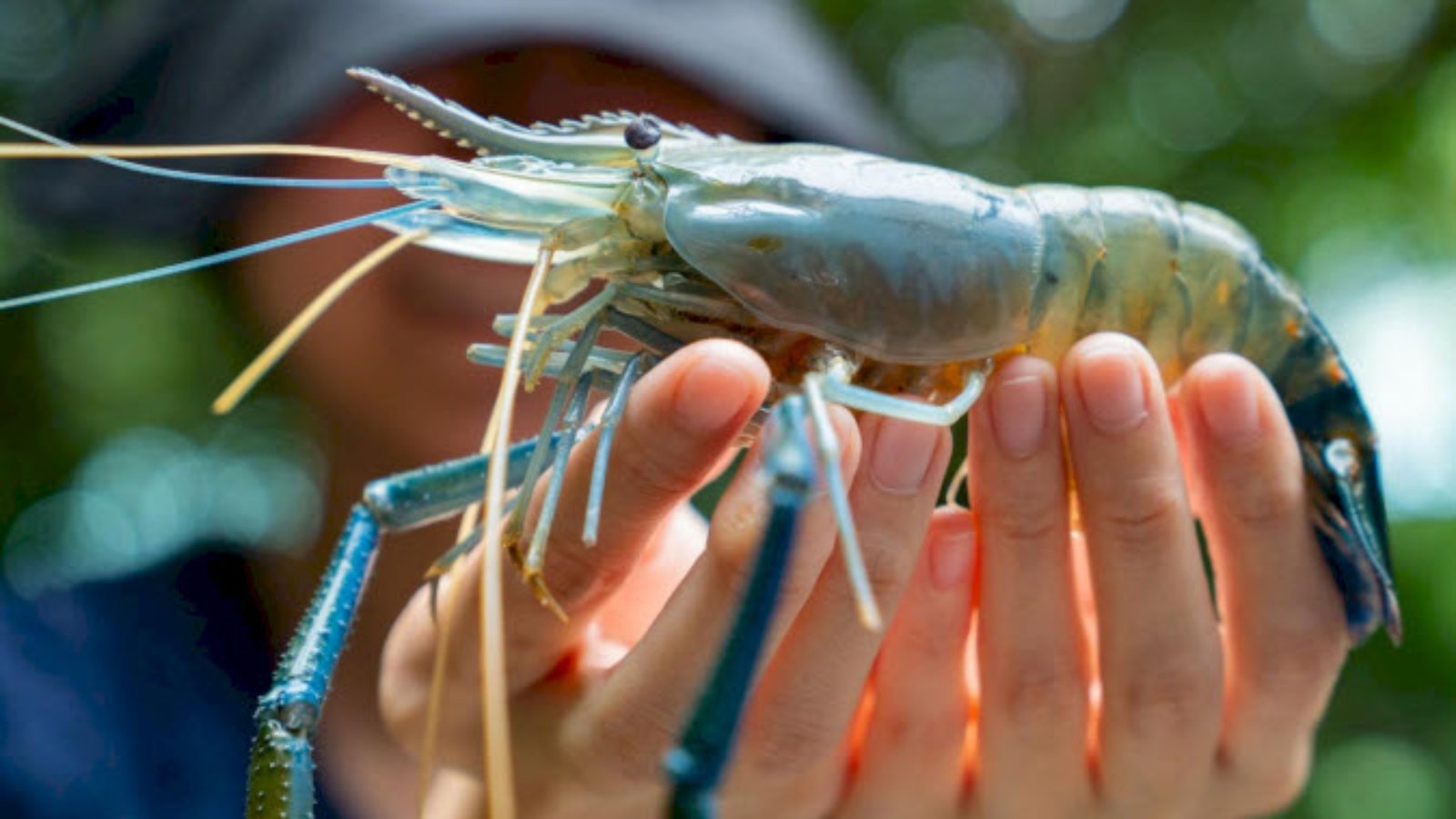 Giải mã chi tiết các trường hợp mơ thấy con tôm