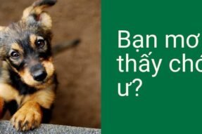 Nằm Mơ Thấy Bắt Rận Cho Chó Báo Hiệu May Mắn Hay Rủi Ro?