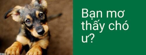 Nằm Mơ Thấy Bắt Rận Cho Chó Báo Hiệu May Mắn Hay Rủi Ro?