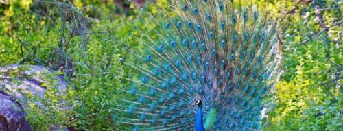 Bí Ẩn Giấc Mơ Thấy Chim Công Và Ý Nghĩa Phong Thủy Trong Cuộc Sống