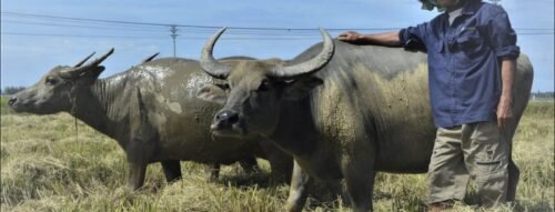 Mơ Thấy Dắt Trâu – Điềm Báo Về Công Danh, Sự Nghiệp Và Cuộc Sống