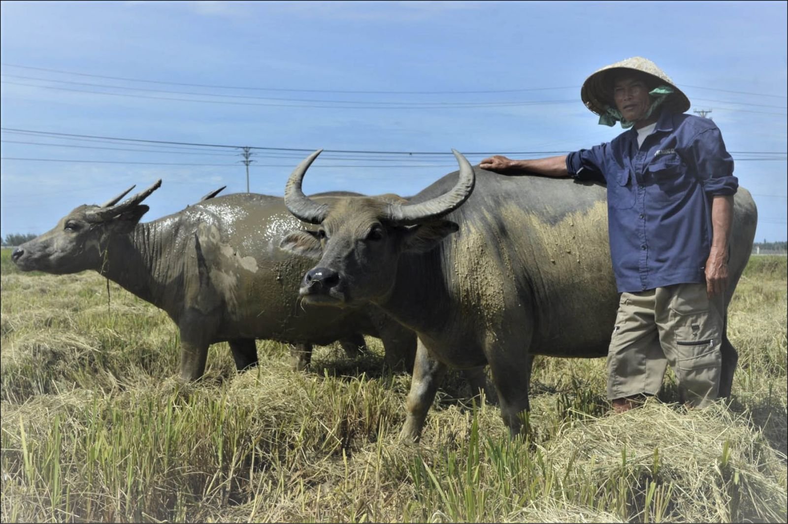 Con số may mắn khi mơ thấy dắt trâu