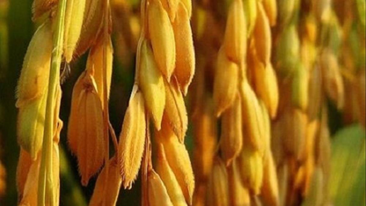 Mơ thấy thóc đánh con gì may mắn?