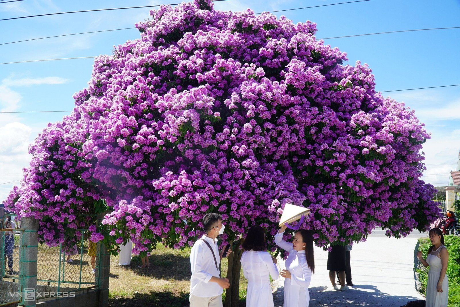 Mơ thấy bông hoa nở rộ