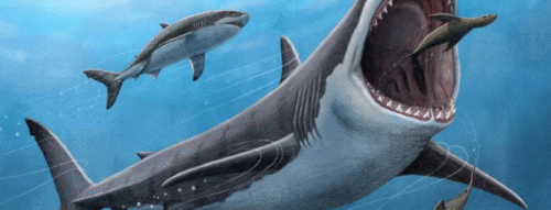 Giải Mã Giấc Mơ Thấy Con Cá Mập Và Những Con Số May Mắn Liên Quan