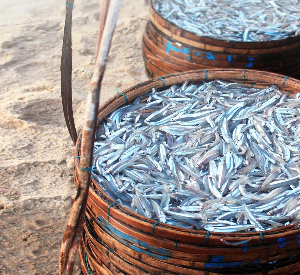 Ý nghĩa chung của giấc mơ thấy con cá cơm