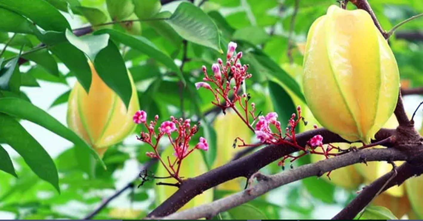 Ý nghĩa chung của giấc mơ thấy cây khế