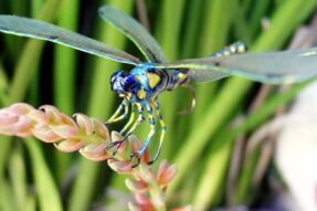 Giải mã giấc mơ thấy chuồn chuồn – Điềm báo về may mắn và thay đổi sắp đến