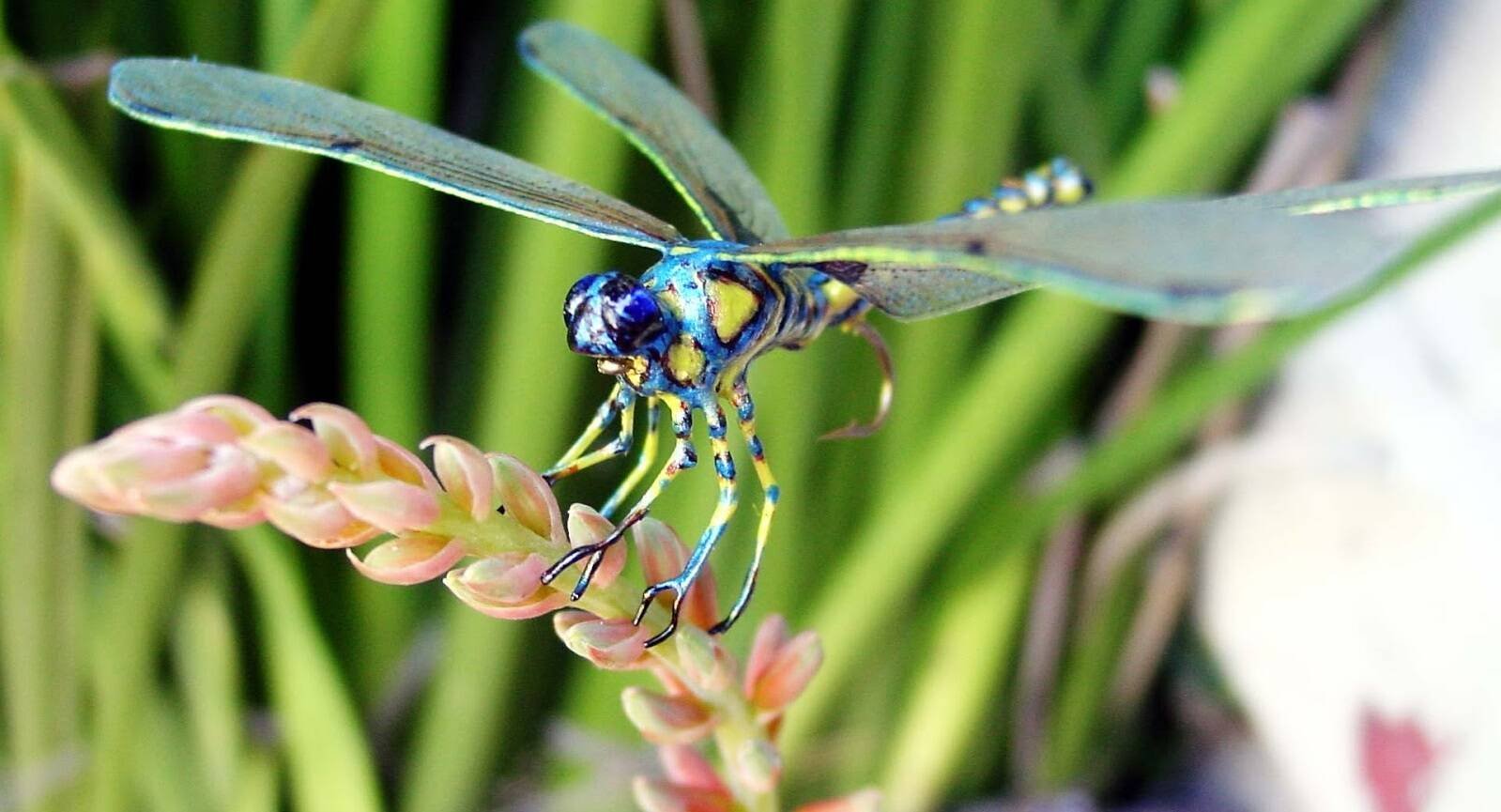 Ý nghĩa chung của giấc mơ thấy chuồn chuồn