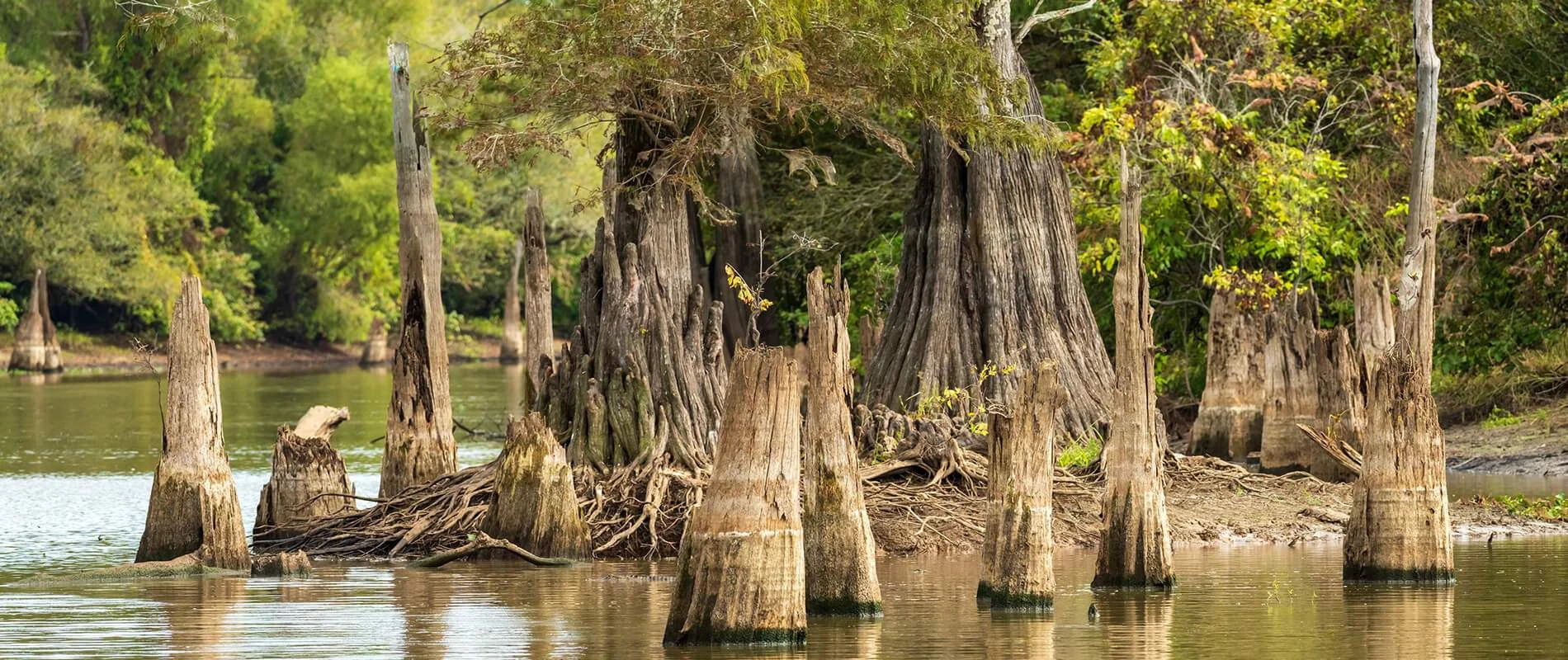 Mơ thấy người khác sa vào bùn đầm lầy