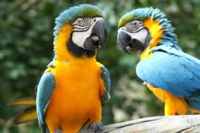 Mơ Thấy Đôi Vẹt Là Điềm Gì? Giải Mã Giấc Mơ Tình Duyên Và May Mắn