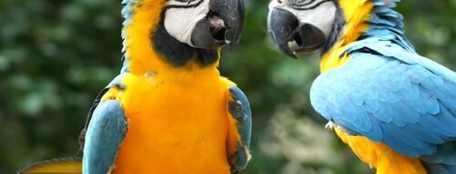 Mơ Thấy Đôi Vẹt Là Điềm Gì? Giải Mã Giấc Mơ Tình Duyên Và May Mắn