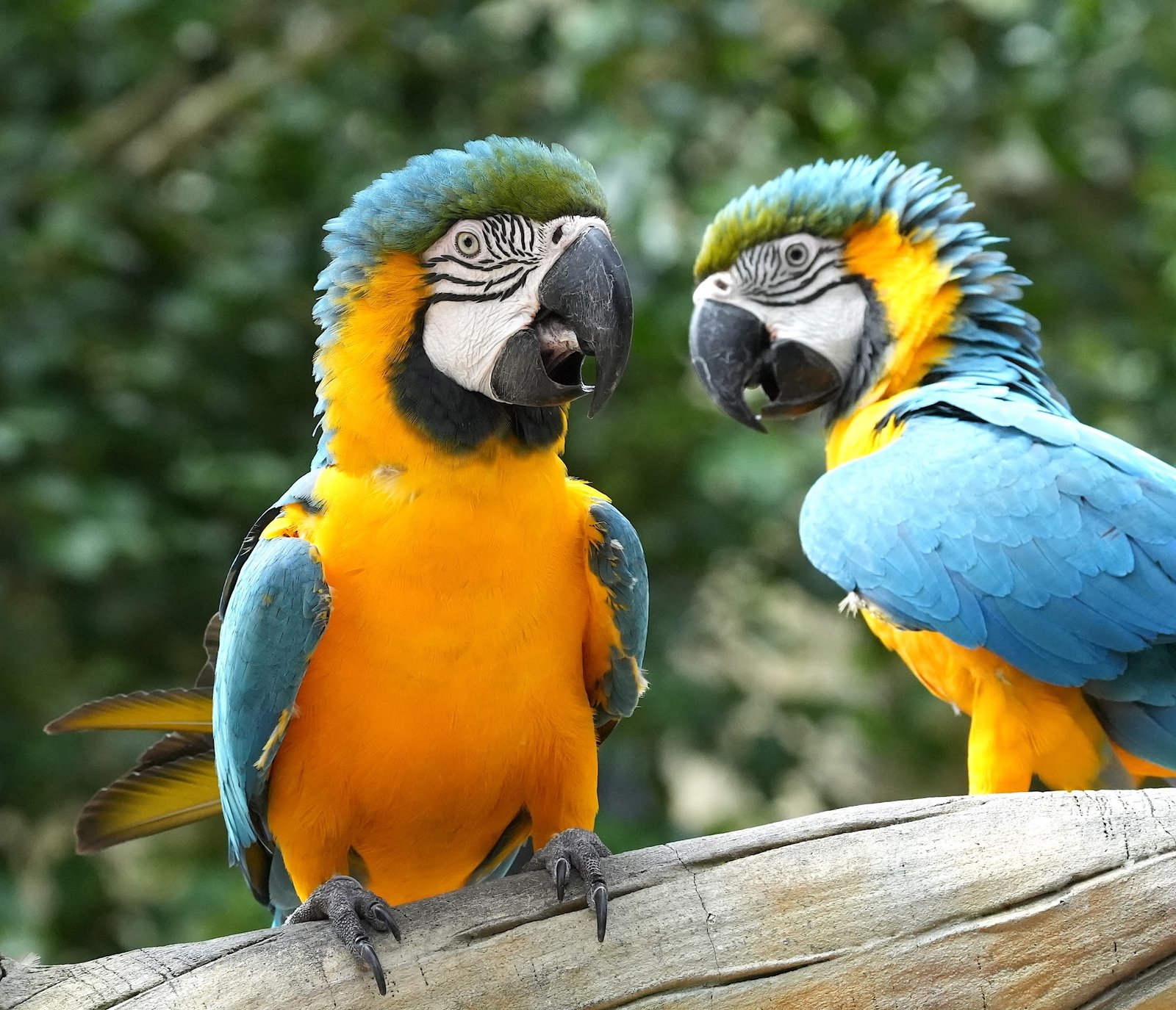 Ý nghĩa chung của giấc mơ thấy đôi vẹt