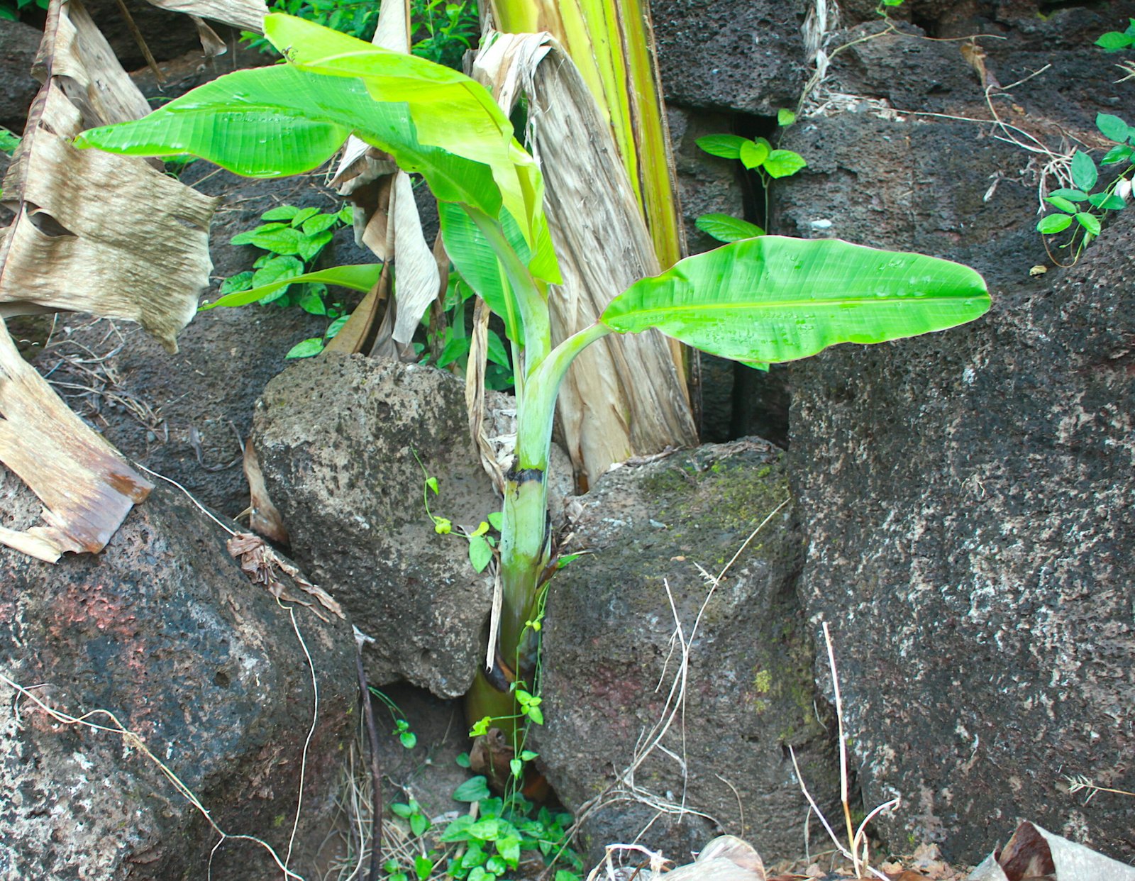 Mơ thấy cây chuối non đánh con gì?