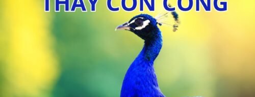 Nằm Mơ Thấy Con Công: Dấu Hiệu Của Tài Lộc Và May Mắn?