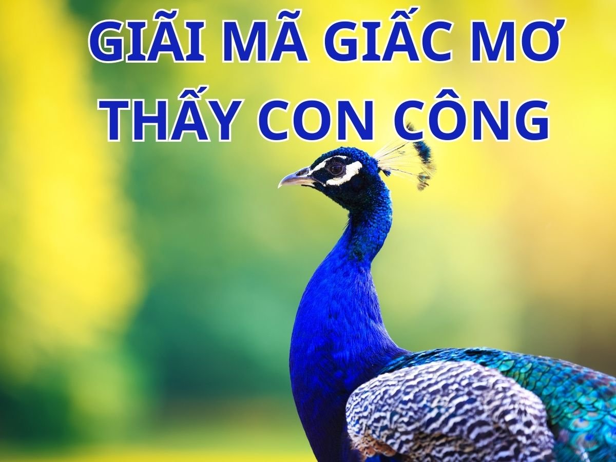 Con số may mắn khi mơ thấy con công