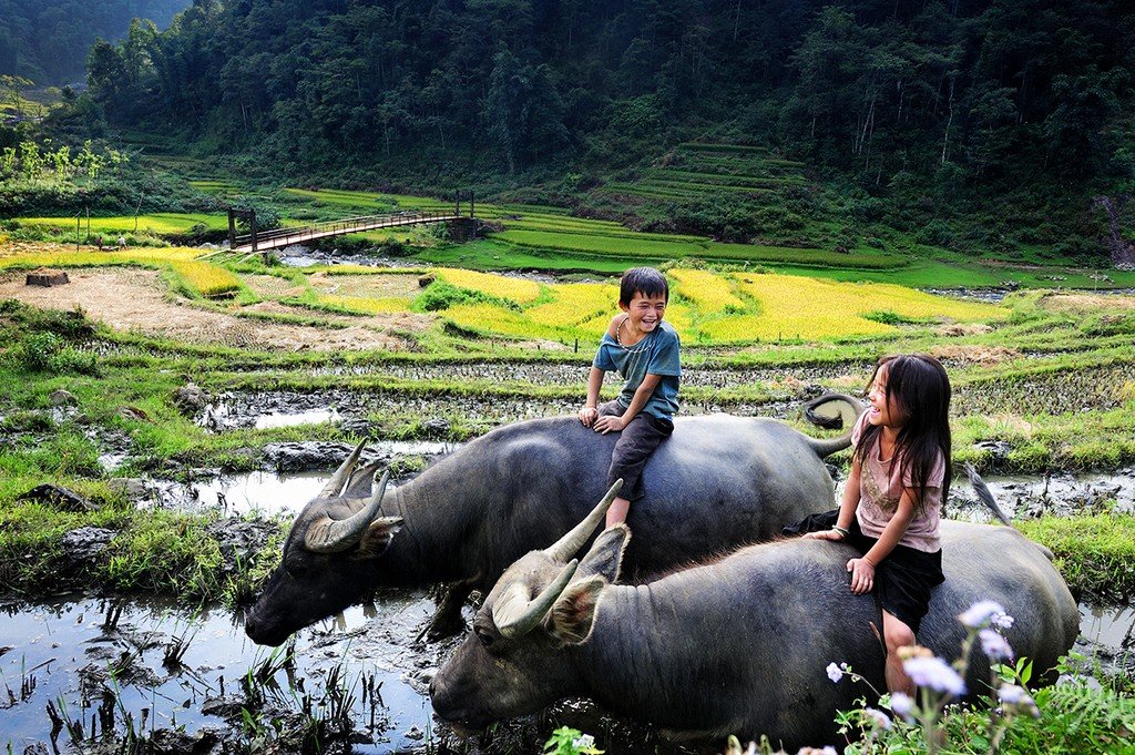 Điềm báo trong từng trường hợp mơ thấy kẻ chăn trâu
