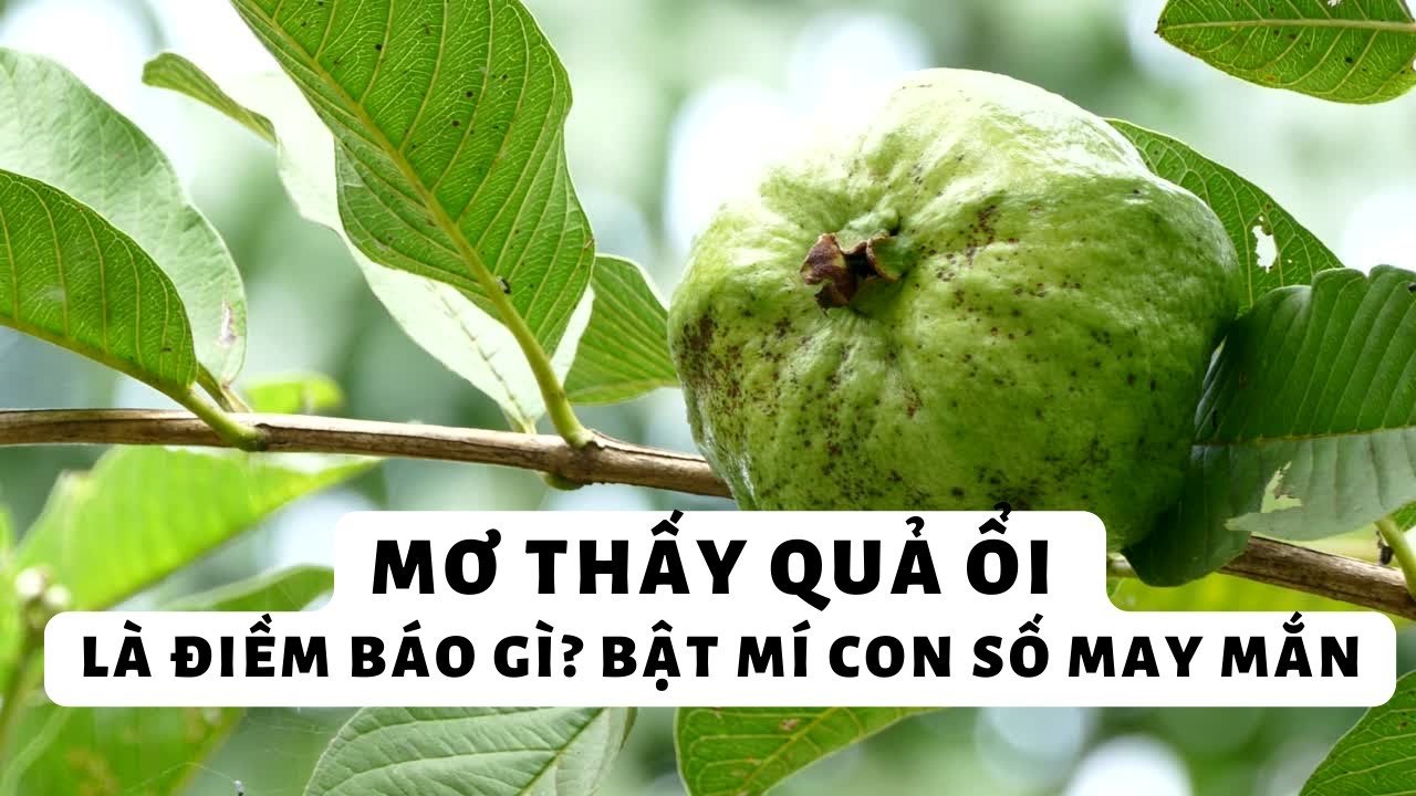 Mơ thấy ăn ổi đánh con gì?