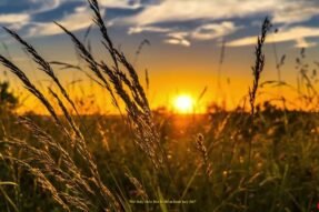 Giải Mã Giấc Mơ Thấy Thóc – Điềm Báo Về Tài Lộc Và No Đủ