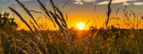 Giải Mã Giấc Mơ Thấy Thóc – Điềm Báo Về Tài Lộc Và No Đủ