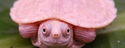 Mơ thấy ba ba báo hiệu điều gì trong tương lai gần của bạn?