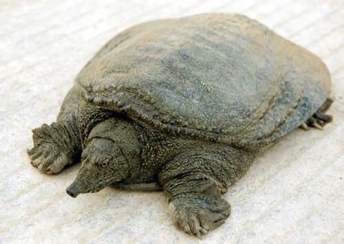 Khi mơ thấy ba ba, điều bạn nên làm là nhìn lại nhịp sống, dự định và cảm xúc hiện tại