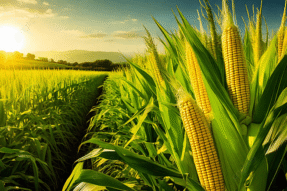 Mơ Thấy Bắp Ngô – Điềm Báo No Đủ Và Con Số May Mắn Từ Giấc Mộng