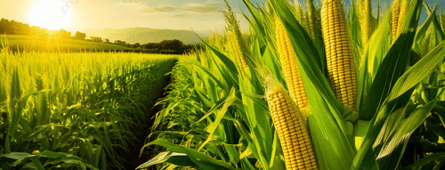 Mơ Thấy Bắp Ngô – Điềm Báo No Đủ Và Con Số May Mắn Từ Giấc Mộng