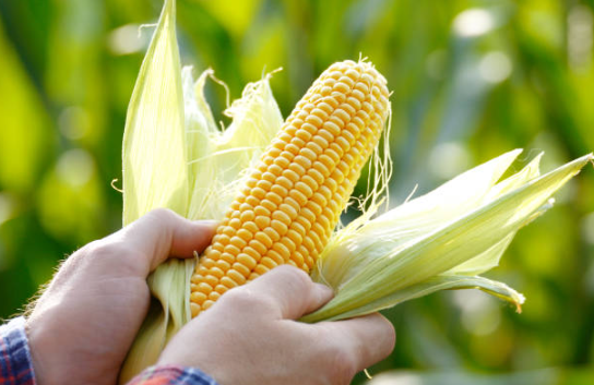 Tượng trưng cho quá trình khám phá và gặt hái kết quả.