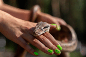 Mơ Thấy Bị Rắn Cắn Tay – Giải Mã Giấc Mơ Báo Hiệu Điều Gì?