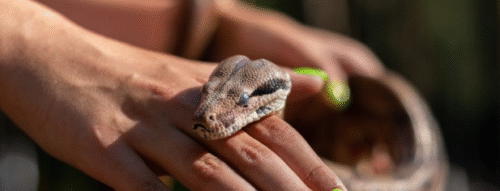 Mơ Thấy Bị Rắn Cắn Tay – Giải Mã Giấc Mơ Báo Hiệu Điều Gì?