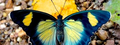 Mơ thấy bươm bướm là điềm may mắn hay lời cảnh báo từ tiềm thức?