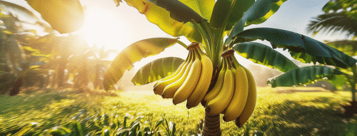 Mơ Thấy Buồng Chuối – Điềm Báo Tốt Lành Và Con Số May Mắn Trong Cuộc Sống