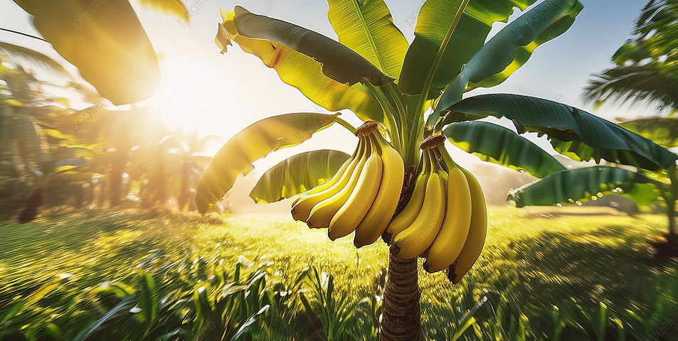 Hình ảnh một buồng chuối chín vàng treo trên cây giữa khu vườn xanh mát.