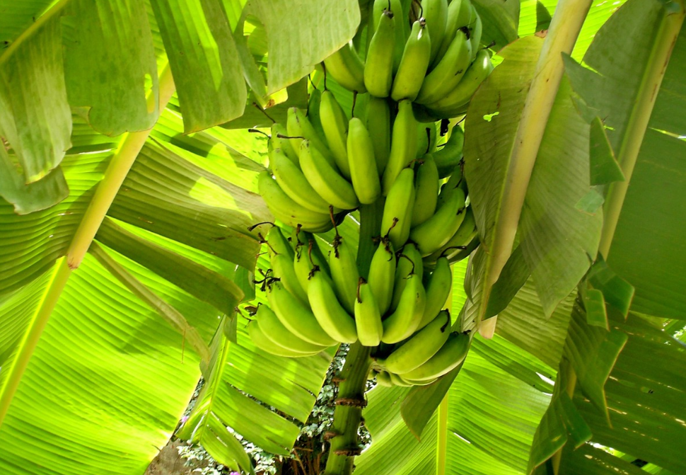 Ảnh minh họa buồng chuối xanh non đang lớn trong vườn, biểu tượng cho khởi đầu mới.