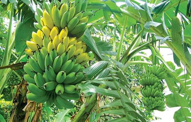 Hình ảnh tổng hợp buồng chuối chín, xanh thể hiện sự đủ đầy, viên mãn và hy vọng vào tương lai.