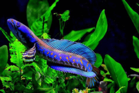 Mơ Thấy Cá Chuối – Giải Mã Giấc Mơ Đầy Bí Ẩn Và Con Số May Mắn