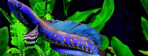 Mơ Thấy Cá Chuối – Giải Mã Giấc Mơ Đầy Bí Ẩn Và Con Số May Mắn