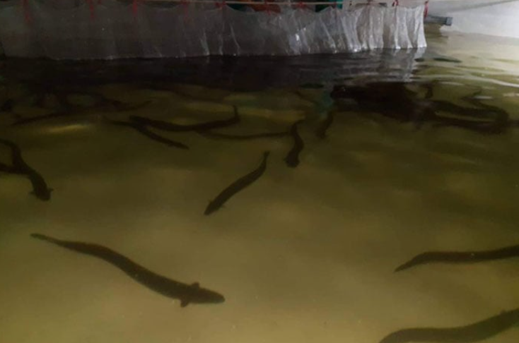 Ao nước yên tĩnh, vài con cá chuối lượn quanh, mặt nước phản chiếu ánh nắng nhẹ.