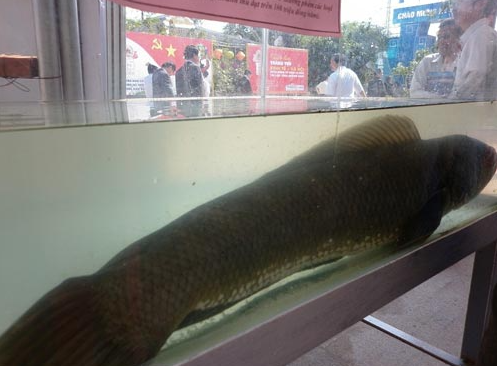 Cá chuối khổng lồ nổi bật giữa hồ nước, xung quanh là ánh sáng lấp lánh, tượng trưng cho thành công rực rỡ.